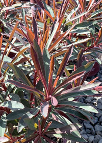Euphorbia purpurea 'Miner's Merlot'